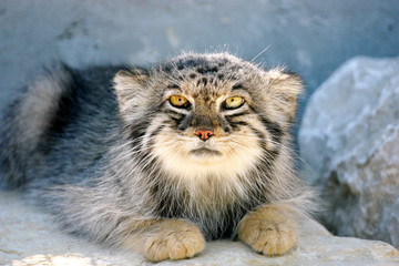 Chat manul ou chat de pallas