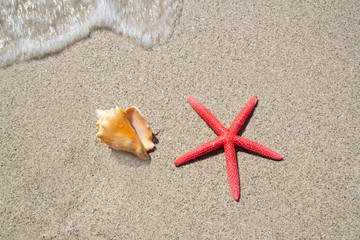 Fototapeta na wymiar beach starfish and seashell on white sand