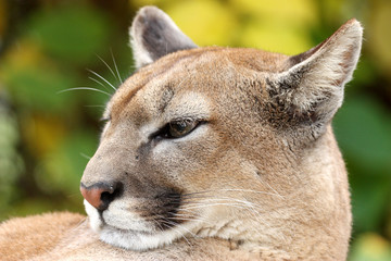 puma