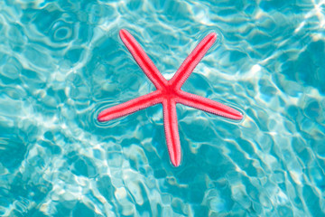 Fototapeta na wymiar Red starfish floating on clean turquoise water