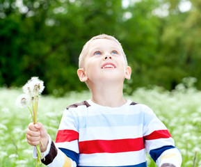 Boy  holds a dandelions in hands