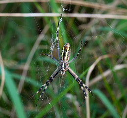 Cross spider in web