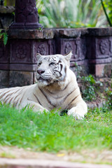 White Royal Bengal Tiger