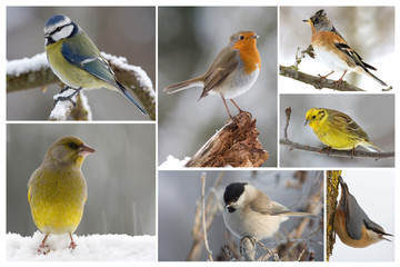 Obraz premium Vögel im Winter