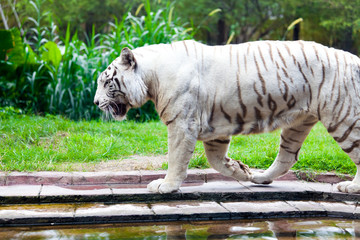 White Royal Bengal Tiger
