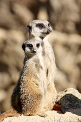 suricate