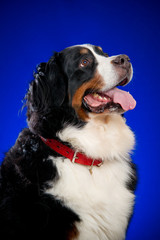 Beautiful Bernese mountain dog (Berner Sennenhund) on the blue b