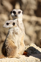 Fototapeta premium suricate