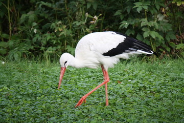 Stork
