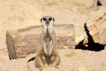 Fototapeta premium suricate