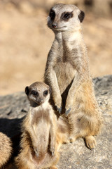 suricate