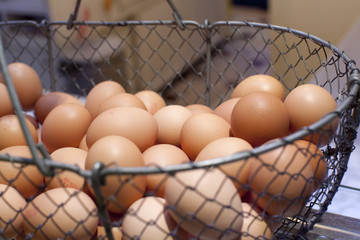 collecting organic eggs at the farm