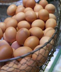 basket of fresh brown eggs
