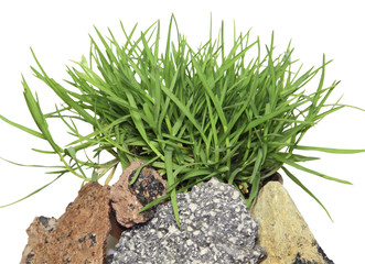 Зеленая трава на камнях на белом фоне