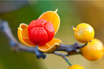 first dew covered bittersweet berry opens wide