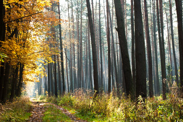 forest