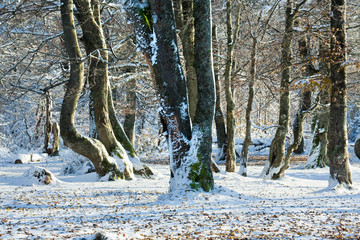 First winter snow and last autumn leaves in forest