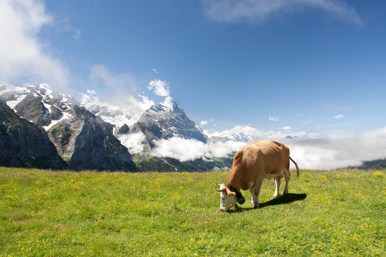 Grazing cow in Alps