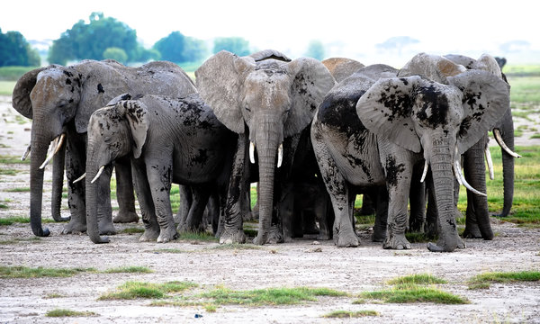 Group of elephants in the African savannah in a safari in Kenya