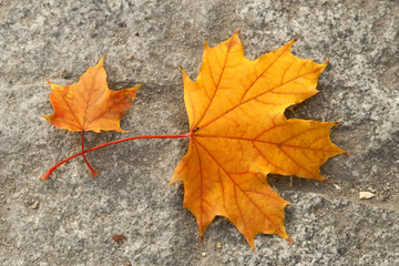 autumn leaves on asphalt