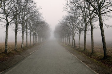 Viale nella nebbia