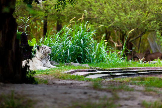 White Royal Bengal Tiger