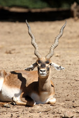 Antilope cervicapre