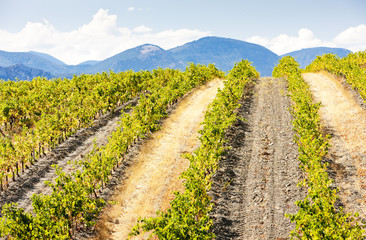 vineyars near Saint-Paul-de-Fenouillet, Languedoc-Roussillon, FR