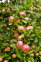 Obraz premium Apple branch ripe fruit. Nature autumn gifts.