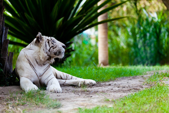 White Royal Bengal Tiger