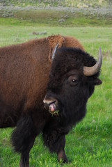 Yellowstone National Park