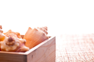 Obraz na płótnie Canvas Sea shells in a pine wood box