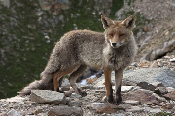 fox in a wildlife park in the Alps