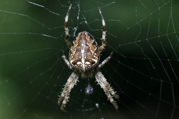 Gartenkreuzspinne