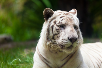 White Royal Bengal Tiger