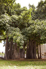 Obraz premium big treE