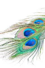 Fototapeta premium Peacock feather on white