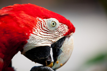Nice parrot - Scarlet Macaw