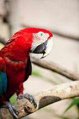 Nice parrot - Scarlet Macaw