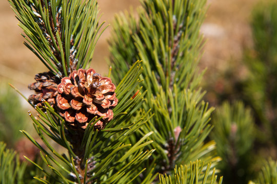 Bergkiefer, Latschenkiefer (Pinus mugo)