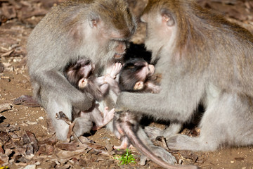 Sweet Little Monkeys - The Everyday Life