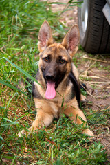german shepherd in front of a natural green background