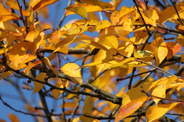 i colori dell'autunno