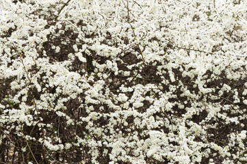 Blooming blackthorn