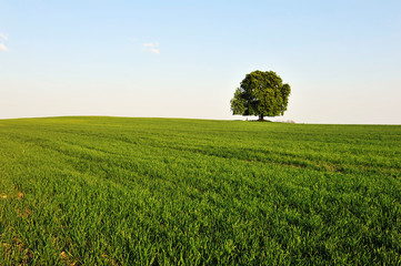 Tree and grass