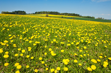 Obraz premium Spring