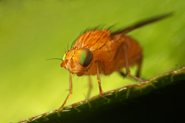 Fototapeta na wymiar insect fly macro on leaf