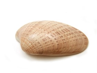 Seashell sunray venus clam
