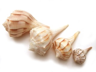 Seashells lightning whelks