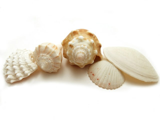 Seashell collection from Florida